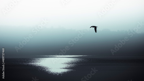 mouette en vol au dessus du lac de Gen  ve
