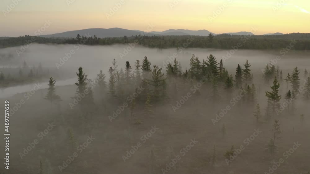 Spectacular aerial shot of dense fog among pines golden hour Spectacular aerial shot of dense fog among pines golden hour