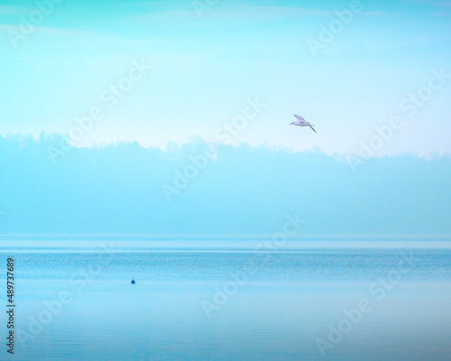 mouette en vol au dessus du lac de Gen  ve