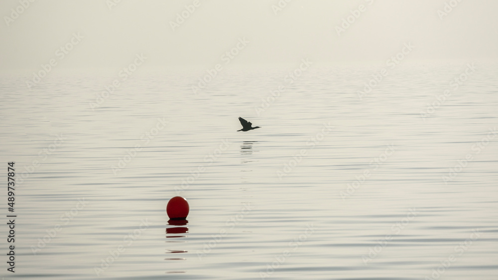 cormoran en vol au ras de l'eau