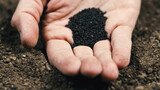 Farmer's hand holds small black basil seeds near the ground ready for sowing