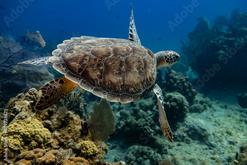 Meeresschildkröte mit karibischem korallen Riff im Hintergrund © KaiLennart