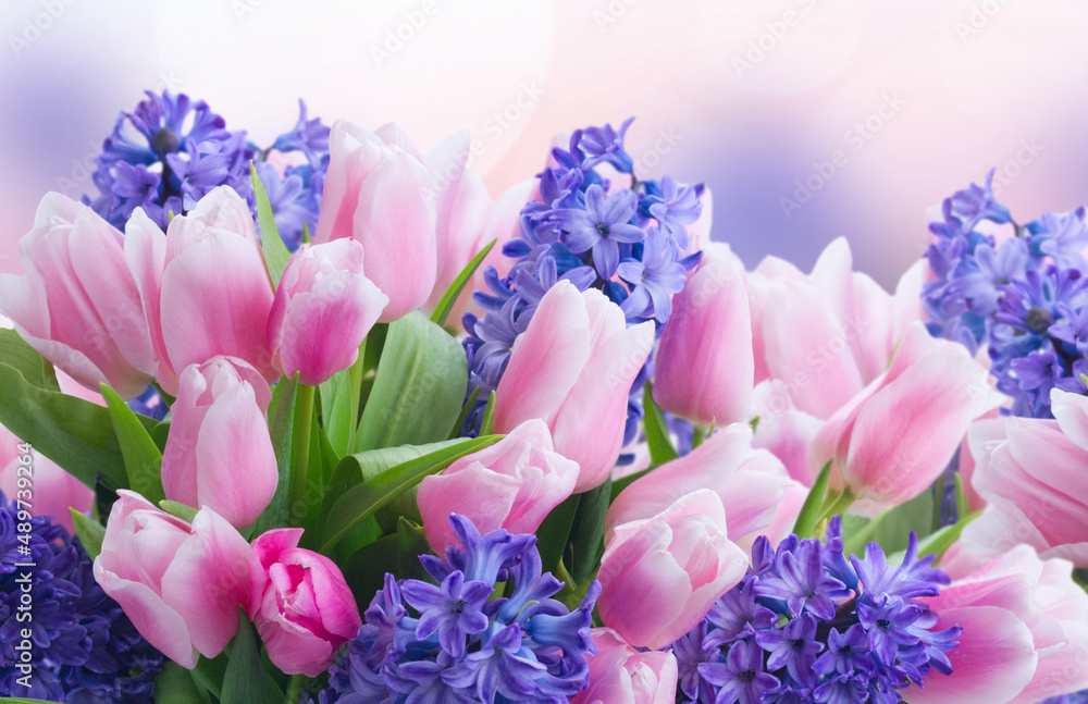 hyacinths and tulips - obrazy, fototapety, plakaty 