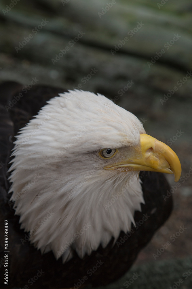 Fototapeta premium american bald eagle