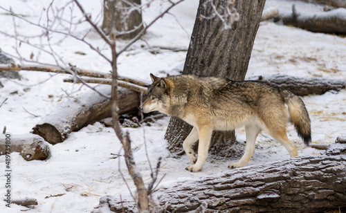 Wolf walking in snow © Callum