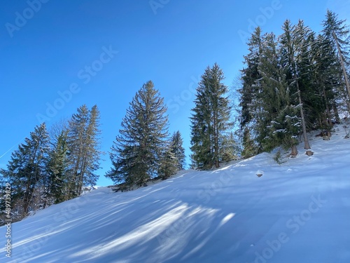 Picturesque canopies of alpine trees in a typical winter atmosphere after heavy snowfall over the Obertoggenburg alpine valley and in the Swiss Alps - Alt St. Johann, Switzerland (Schweiz)