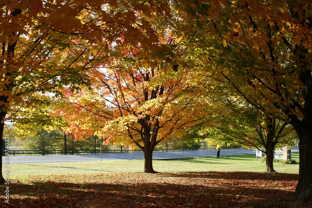 autumn in the park autumn in the park