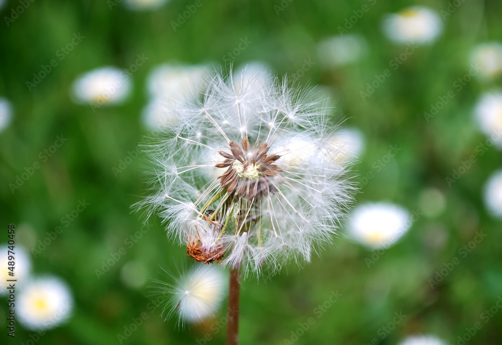 White dandelion on a green meadow