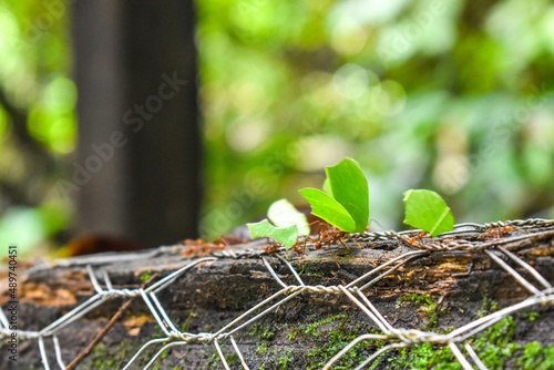 Leaf Cutter Ants