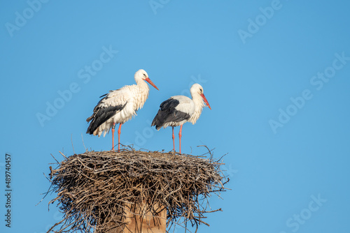 White stork (Ciconia ciconia) couple in love parade in spring.
