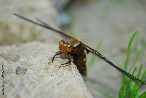 A brown dragonfly on a concrete slab