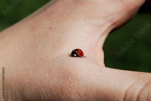 Red ladybug on the hand