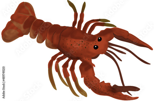 Lobster Illustration