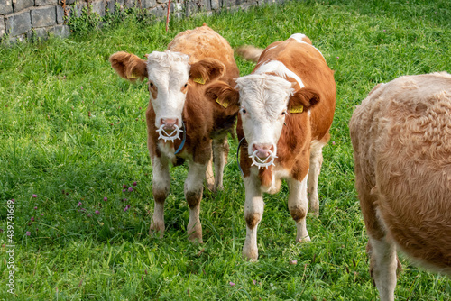 Beautiful swiss cows. Alpine meadows. farm.
