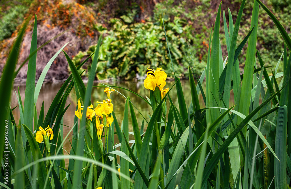 Obraz premium yellow iris flowers in the park