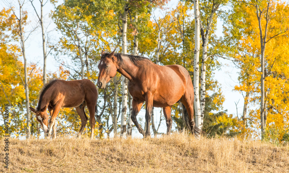 A female quarter horse and her young foal walking in a field. Taken in Alberta, Canada A female quarter horse and her young foal walking in a field. Taken in Alberta, Canada