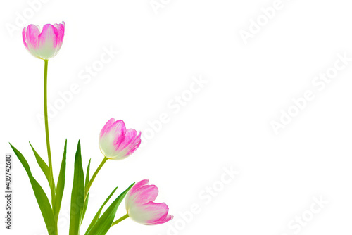 Fototapeta Naklejka Na Ścianę i Meble -  spring colorful flowers tulips. floral collection.
