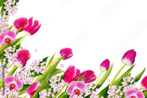 lilac. spring colorful flowers tulips. floral collection.