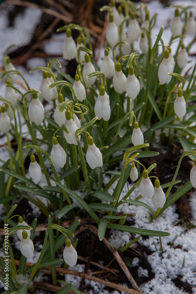 Fototapeta premium Close up of blooming snowdrop flowers in a garden. First spring flowers