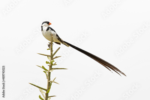 A pin-tailed whydah (Vidua macroura) perched in a tree. photo