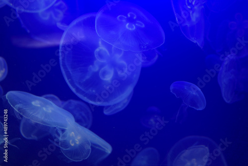 Jelly fish in aquarium