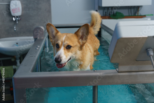 Dog rehabilitation on a water treadmill