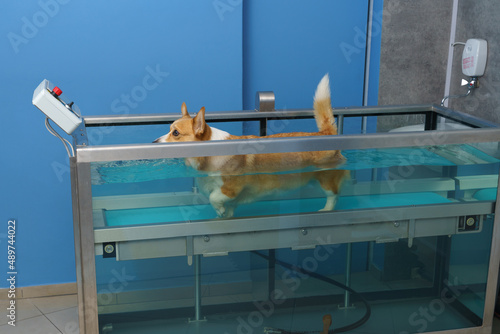Dog rehabilitation on a water treadmill
