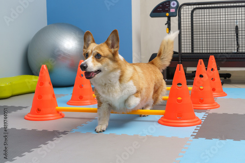 Dog rehabilitation under human care