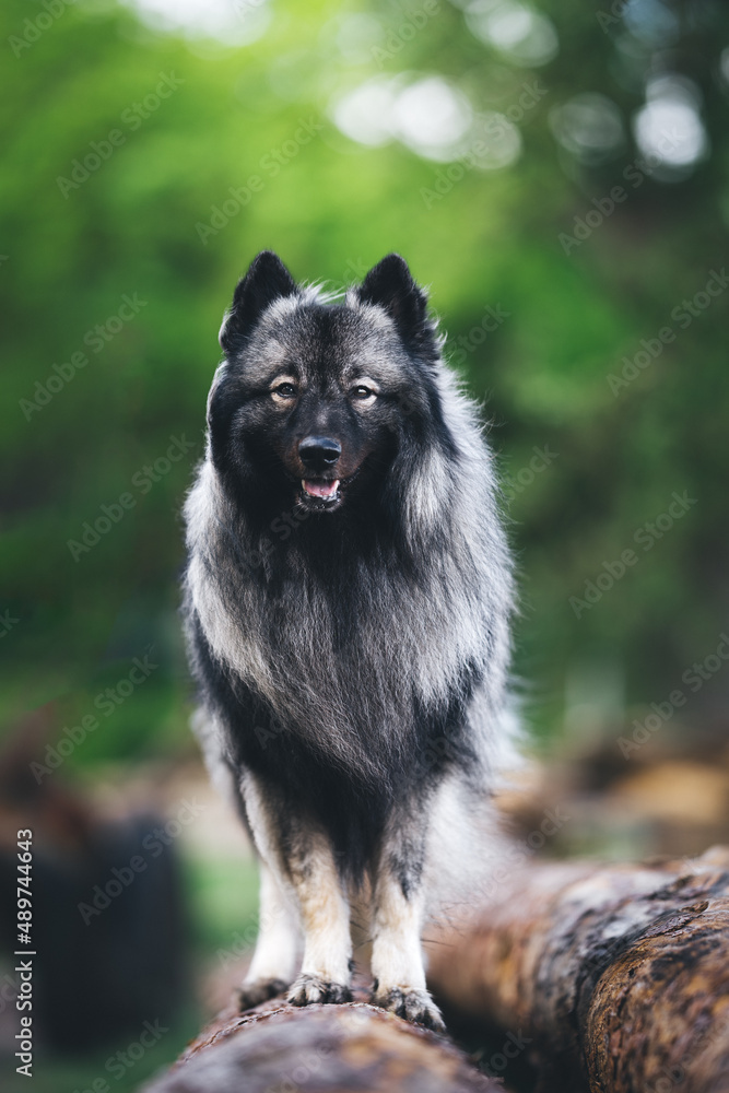Hundeportrait von einem Wolfsspitz stehend auf einem Baum im Wald Hundeportrait von einem Wolfsspitz stehend auf einem Baum im Wald
