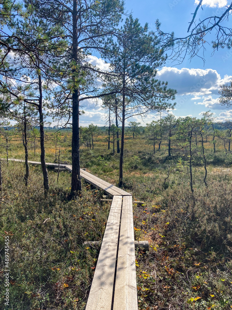 Wooden Path through a Swampy Landscape in Finland