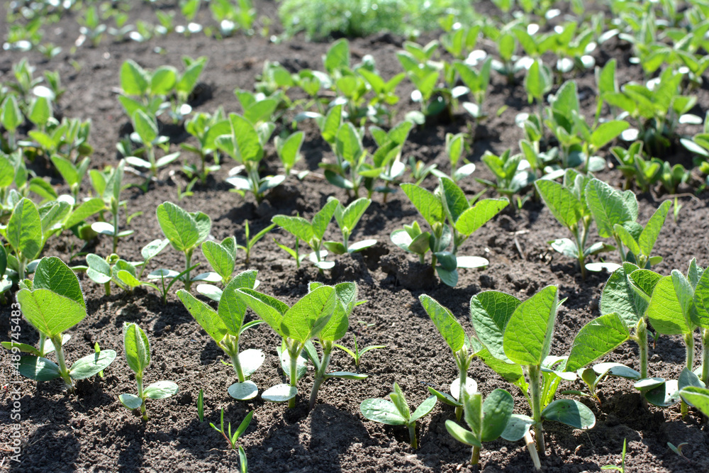 Soybean seedlings on a farm field Soybean seedlings on a farm field