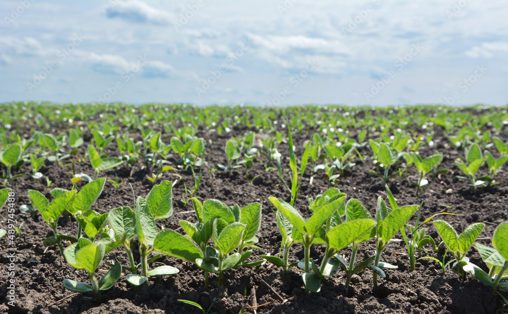 Soybean seedlings on a farm field Soybean seedlings on a farm field