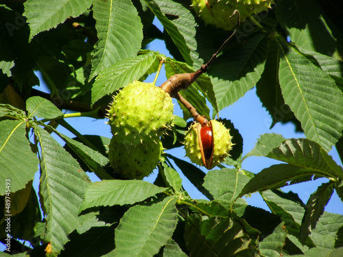 Three horse chestnuts photo