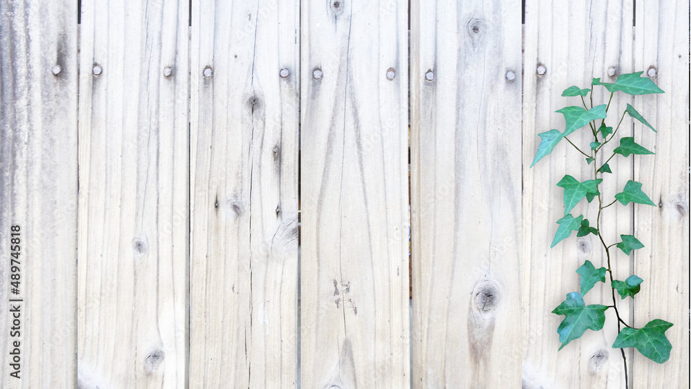 Fototapeta premium 木目背景とグリーン