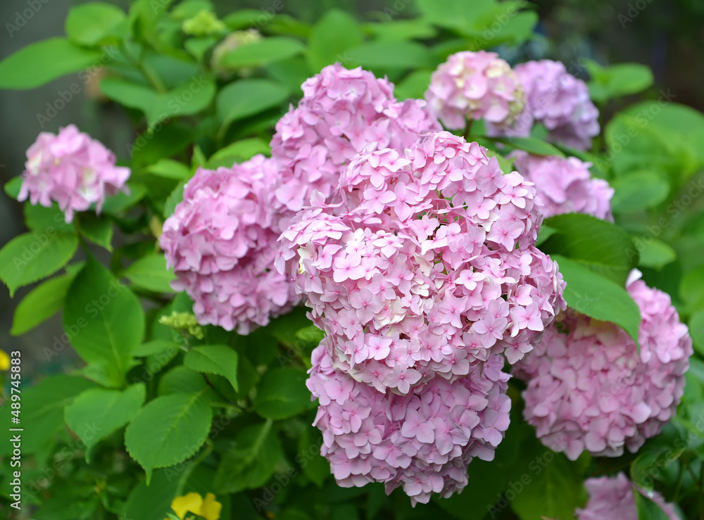 Lush inflorescences of the hydrangea (Hydrangea L.), large plan Lush inflorescences of the hydrangea (Hydrangea L.), large plan