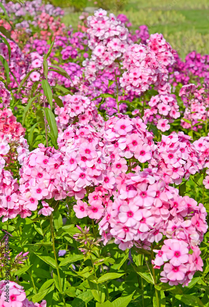 Pink flox inflorescences, variety Pink flox inflorescences, variety