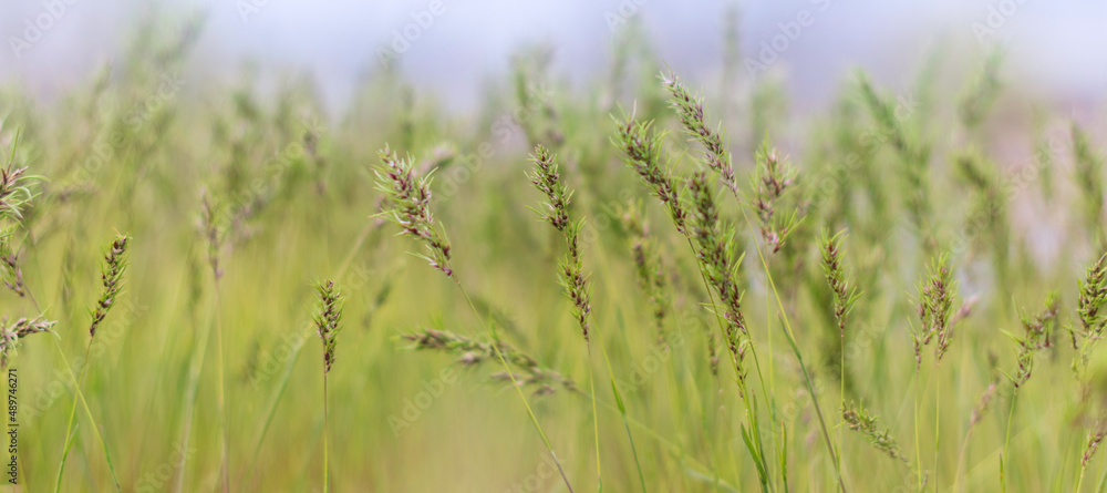 Grass and blurry background. Poa pratensis.Banner