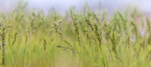 Grass and blurry background. Poa pratensis.Banner