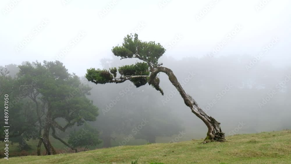 Magical foggy forest and trees with unusual shapes caused by harsh wind and environment. Travel the world and discover it’s wonders. Strong winds, clouds and fog. Fairy tale place. Madeira, Portugal.
Magical foggy forest and trees with unusual shapes caused by harsh wind and environment. Travel the world and discover it’s wonders. Strong winds, clouds and fog. Fairy tale place. Madeira, Portugal.