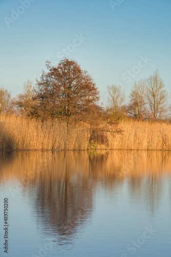 See, Teich, Spiegelung, Schilf