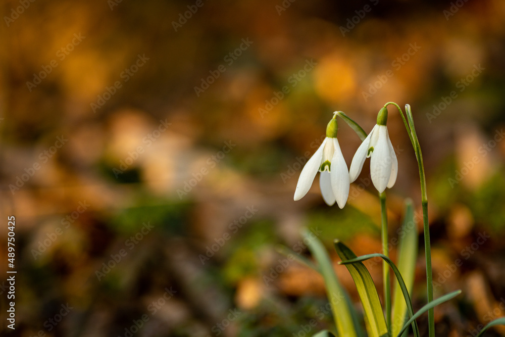 snowdrop flower in early sping in a forest snowdrop flower in early sping in a forest