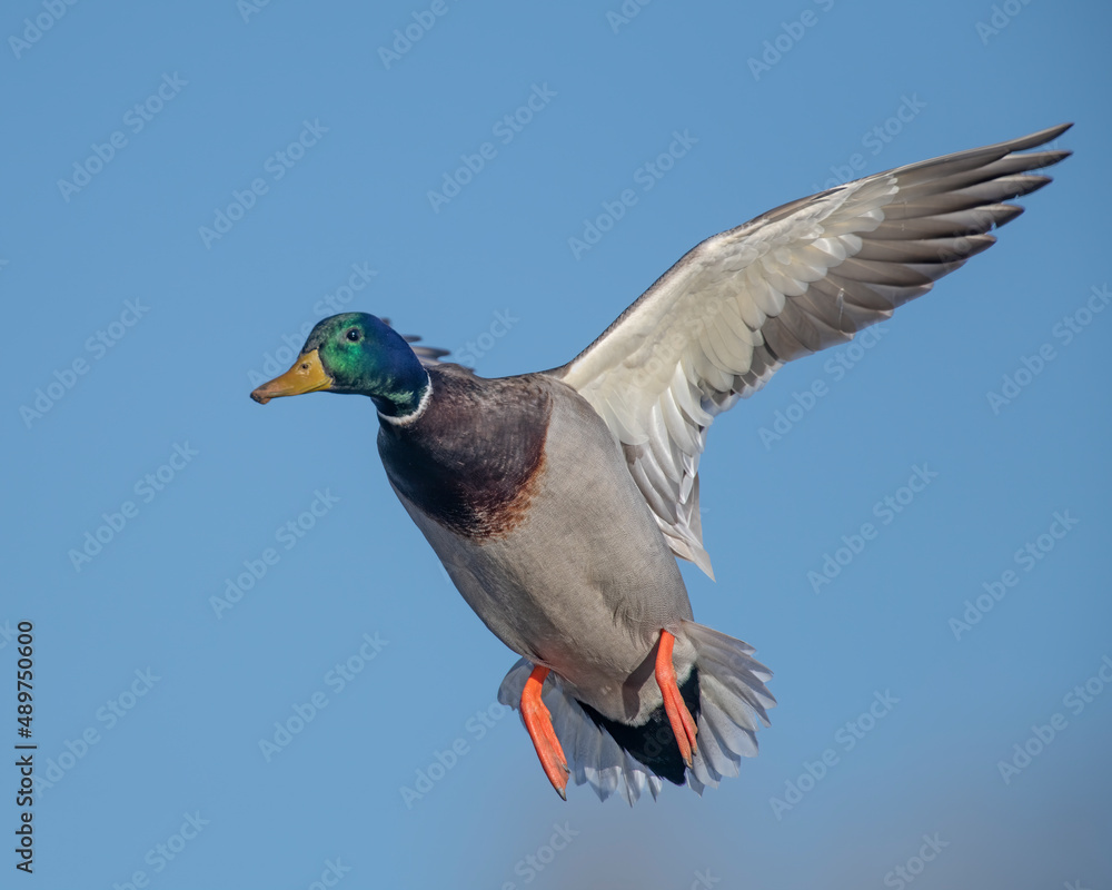 Obraz premium Mallard Drake in flight