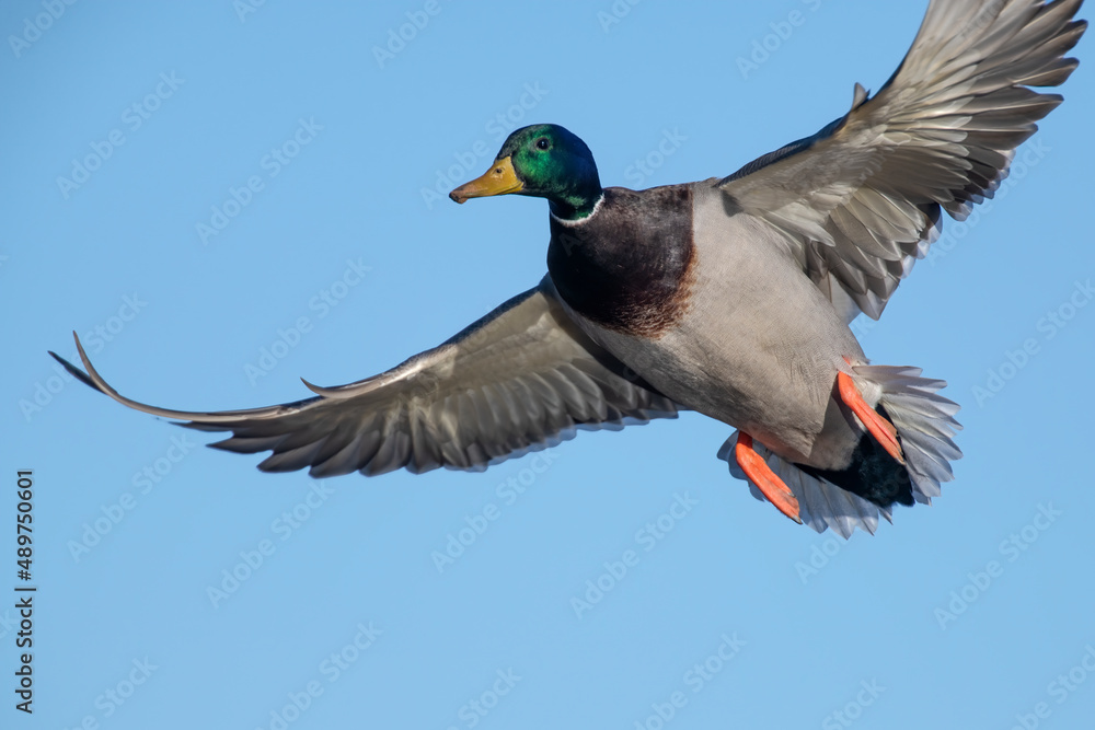 Obraz premium Mallard Drake in flight