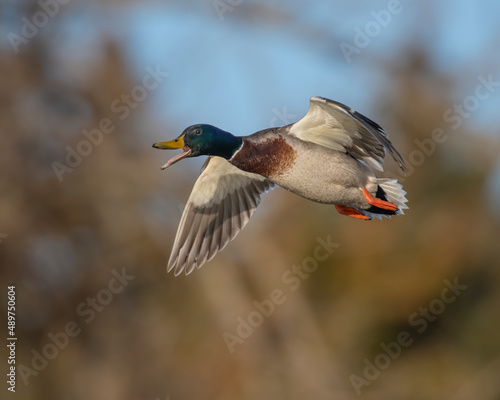 Mallard Drake in flight © David McGowen