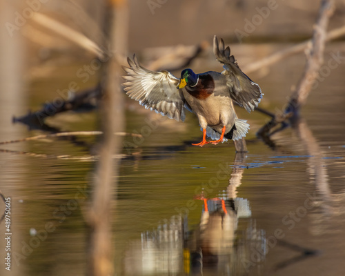 Mallard Drake in flight