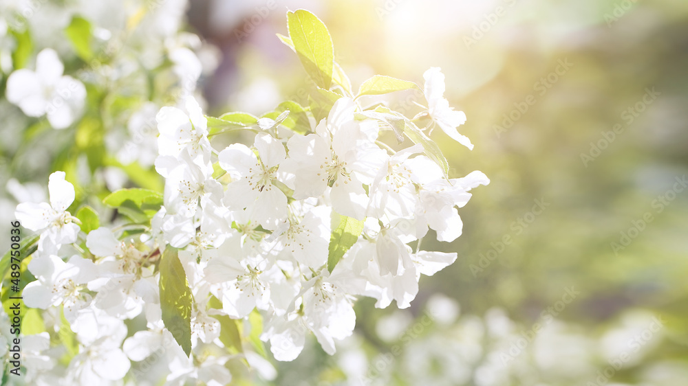 Obraz premium Blossoming fruit tree branch background. Spring background. Copy space. Soft focus