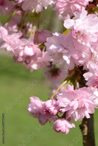Branches of blooming double cherry blossoms