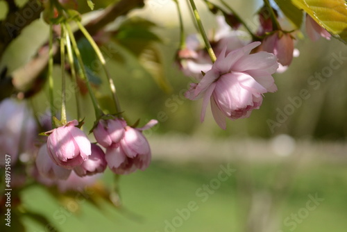 Branches of blooming double cherry blossoms