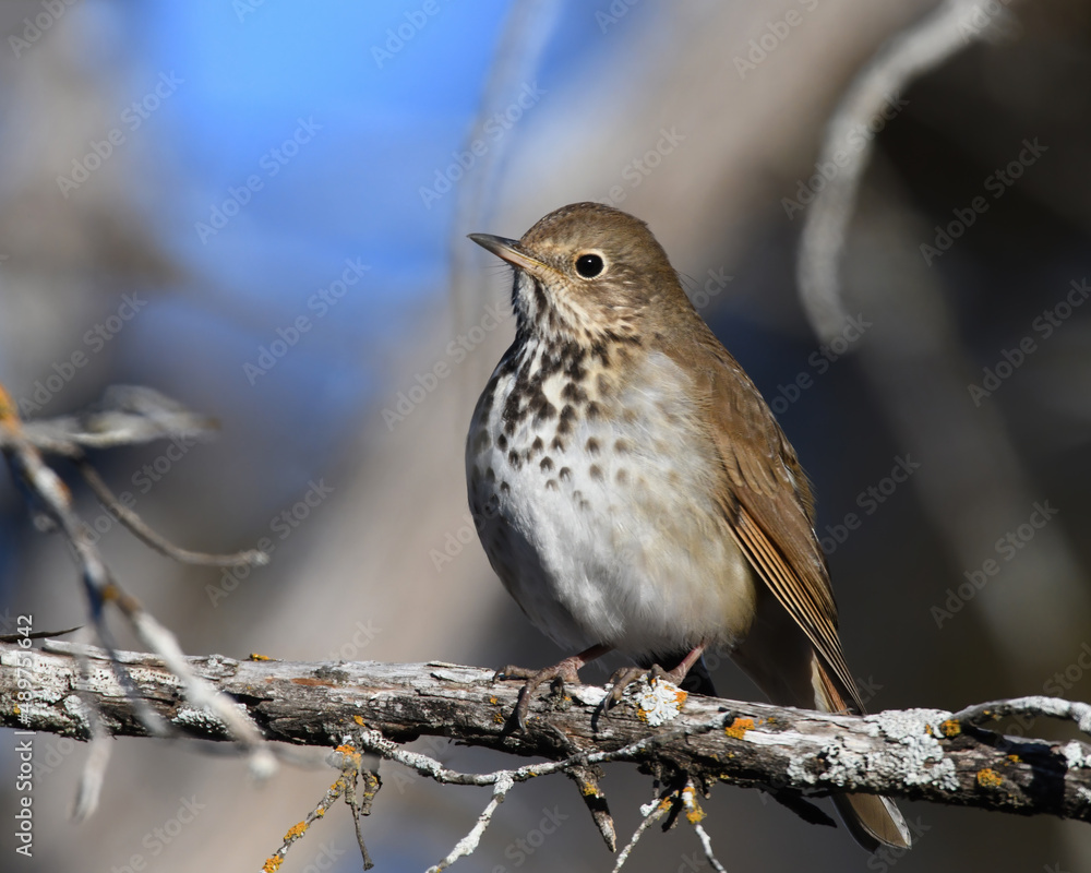 Hermit Thrush Hermit Thrush