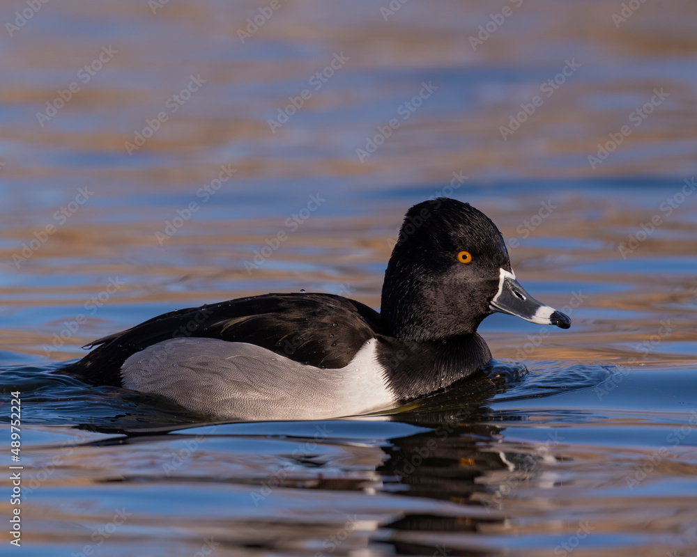 Fototapeta premium Ring Necked Duck